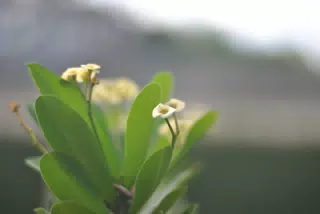 Tiny Flowers in the Garden