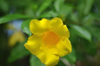 Yellow Flower
