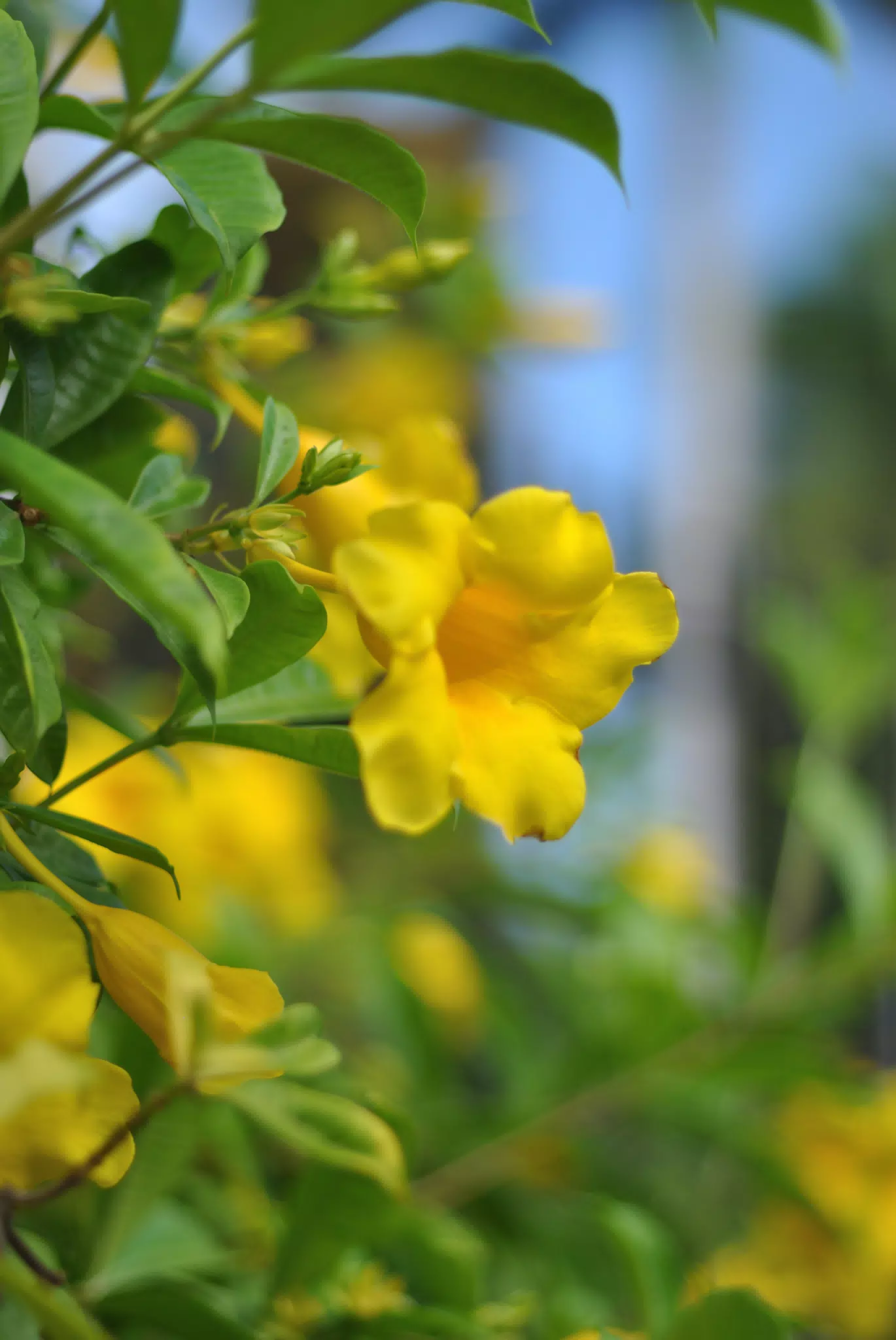Yellow Flowers with Bokeh