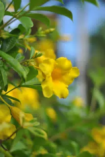 Yellow Flowers with Bokeh