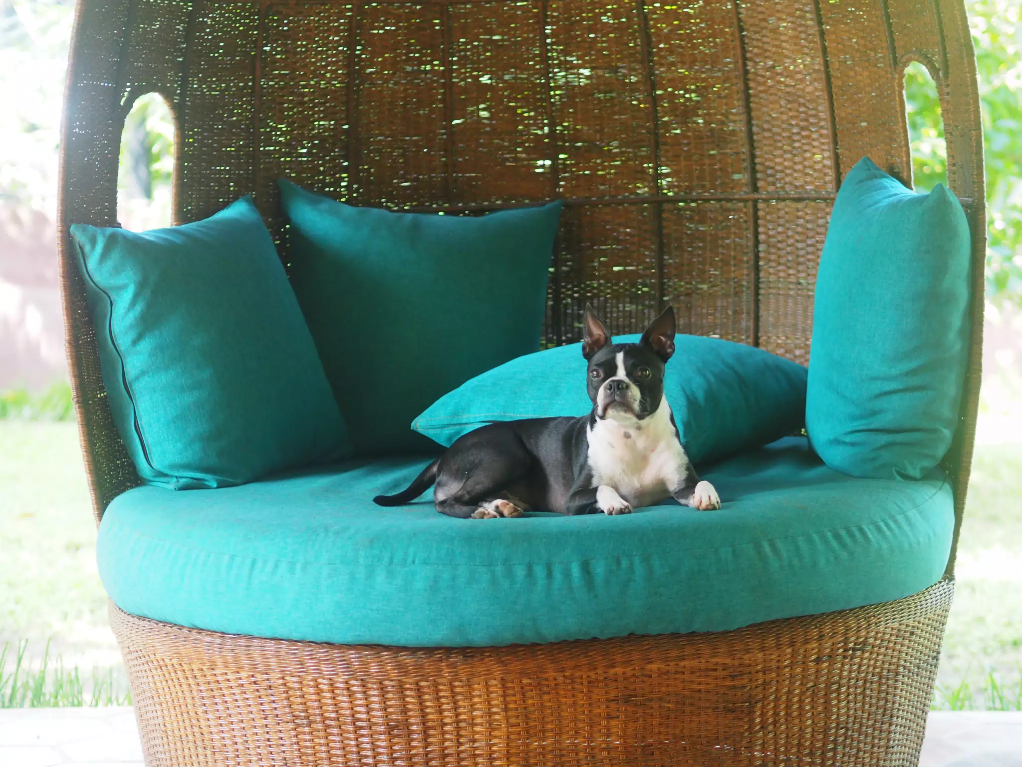 Clive Relaxing in the Garden