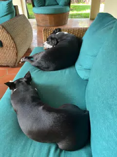Clive & Mia on the Couch on the Veranda