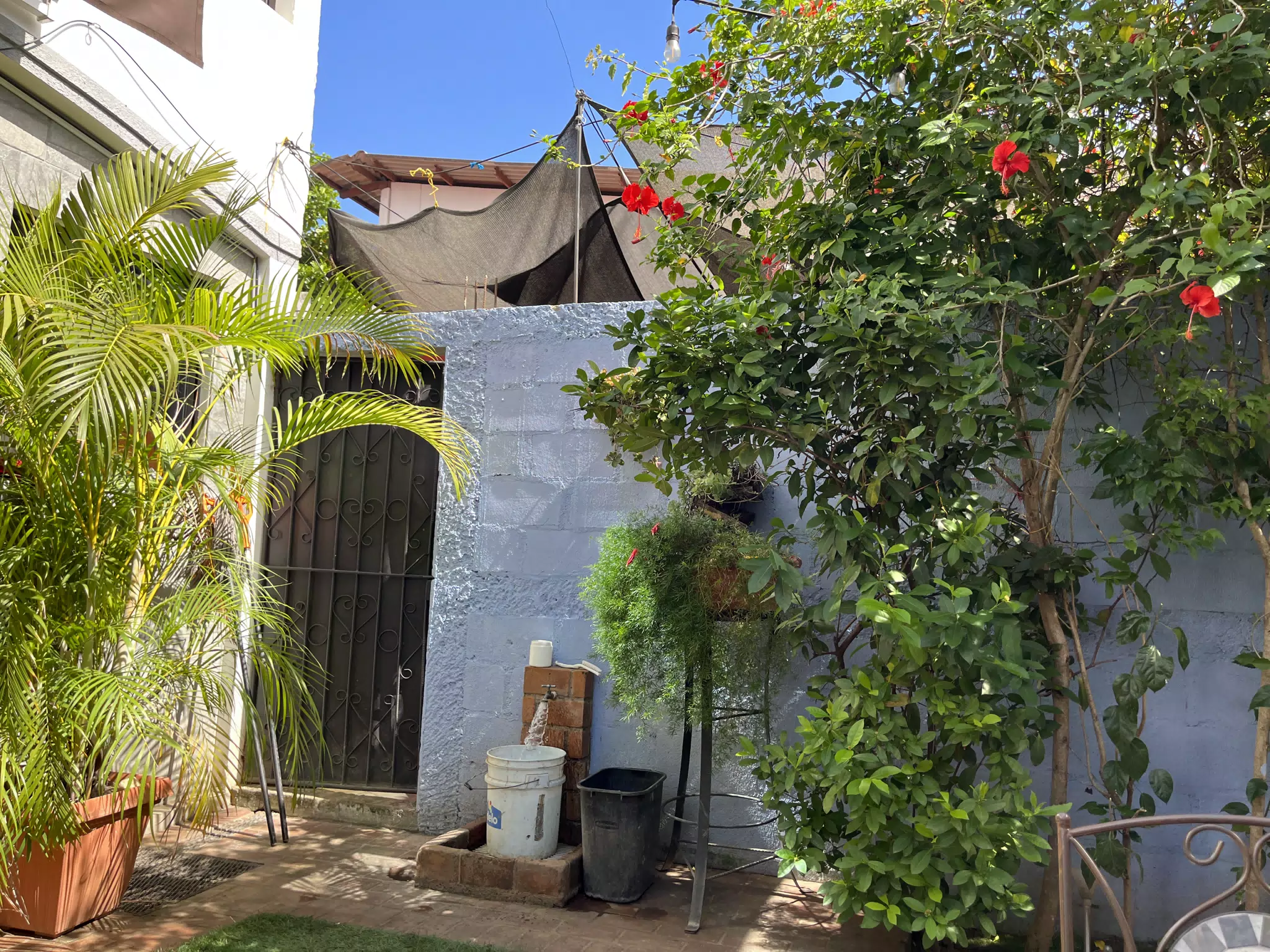 Side Garden at Dr Coffee