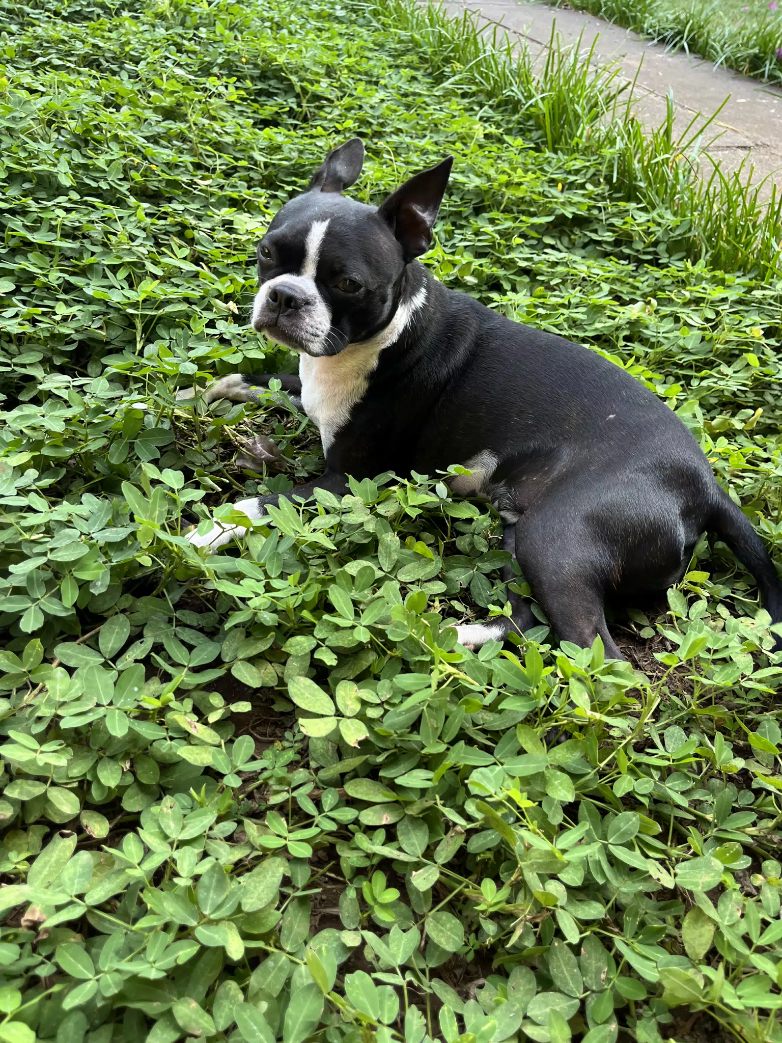 Boston Terrier in the Garden, Clive