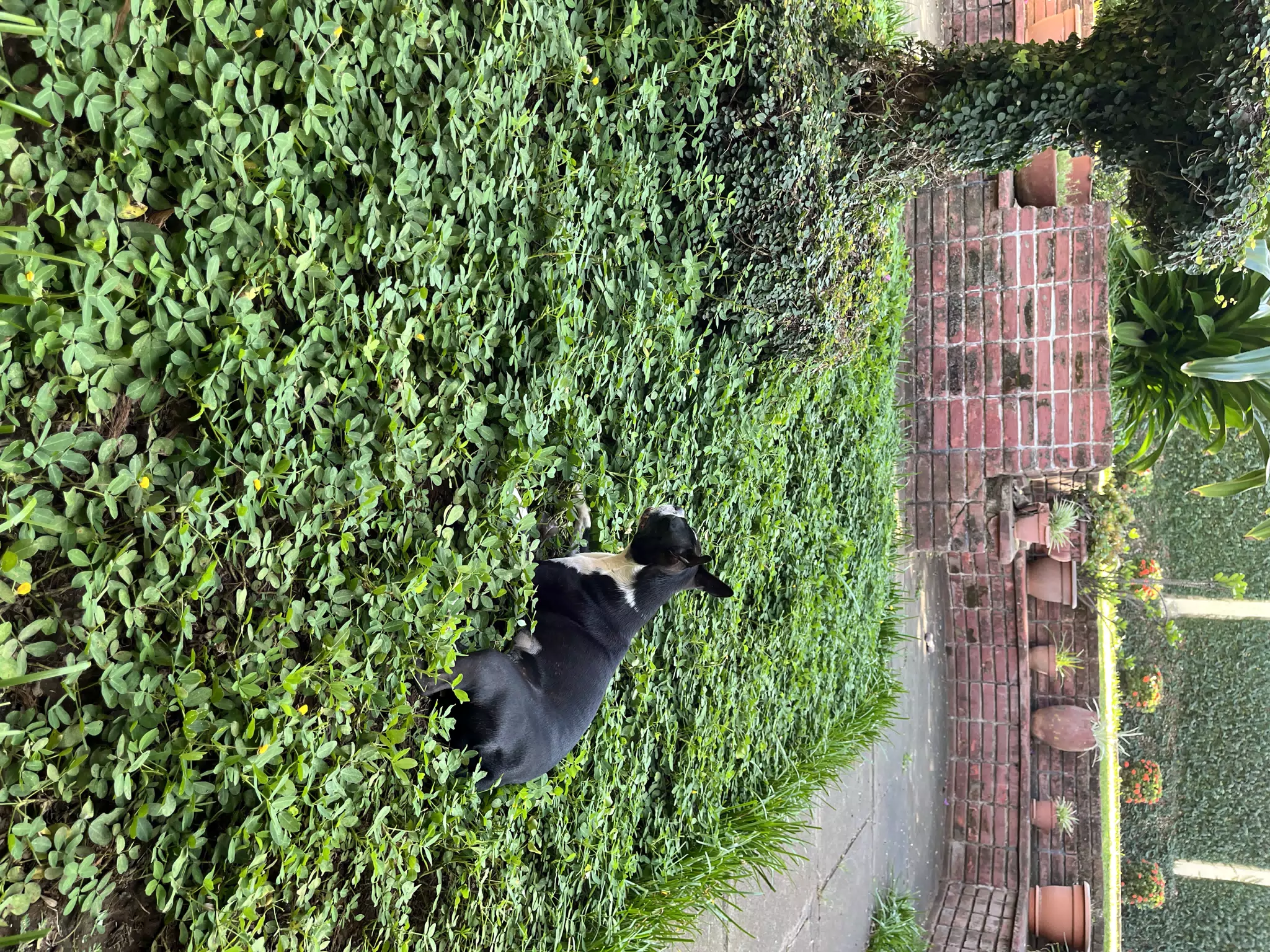 Boston Terrier in the Garden, Clive