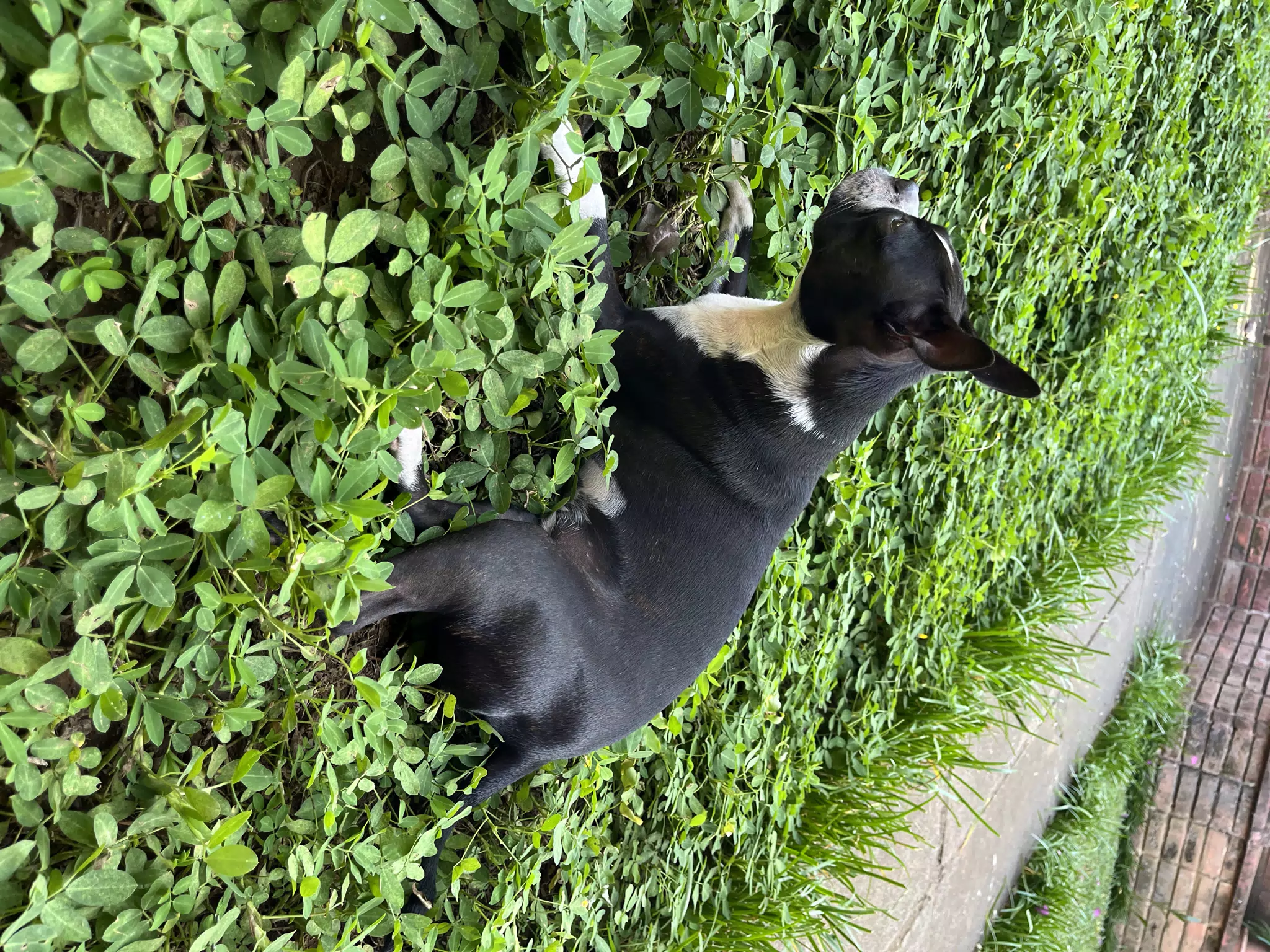 Boston Terrier in the Garden, Clive