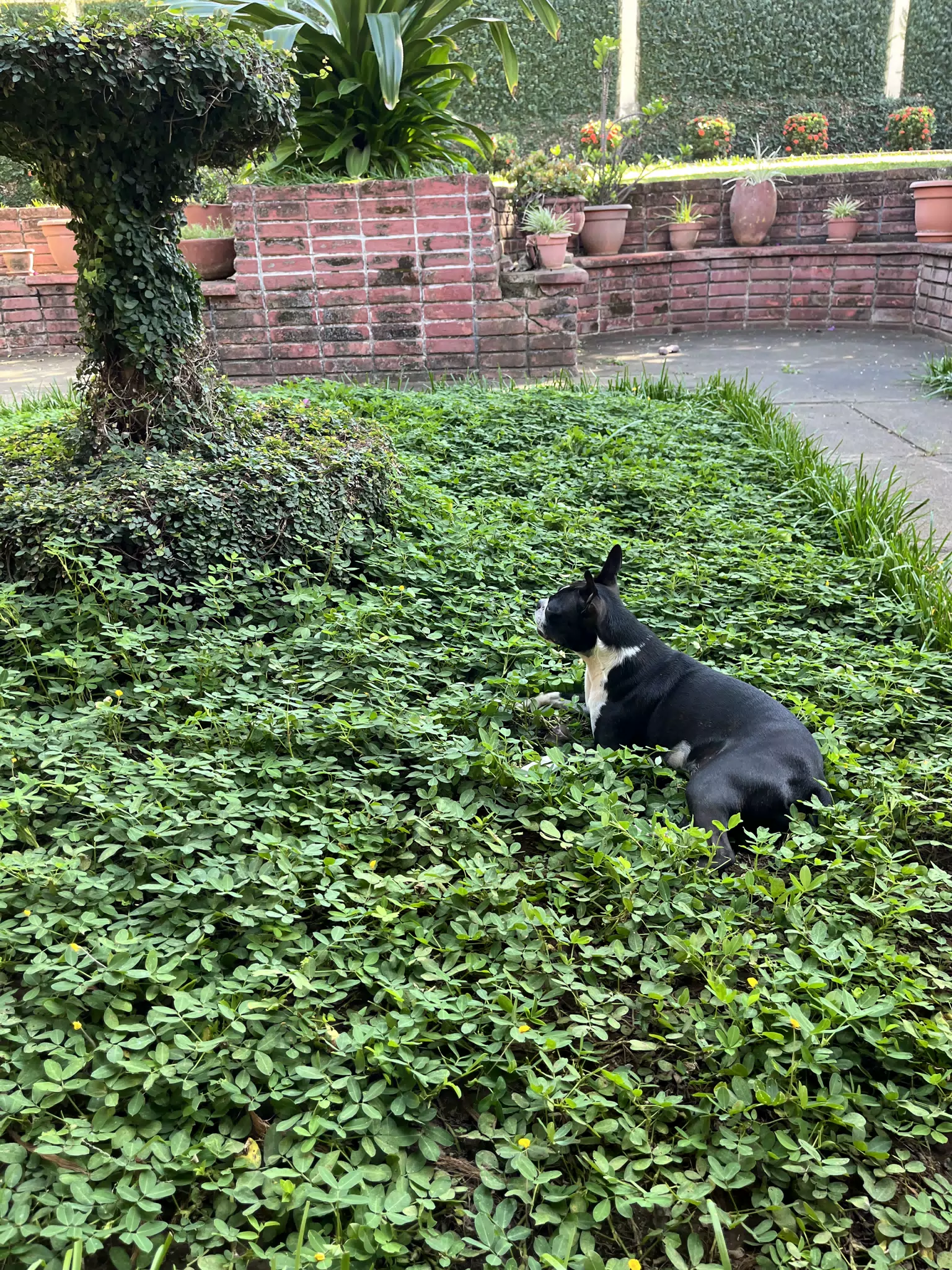 Boston Terrier in the Garden, Clive