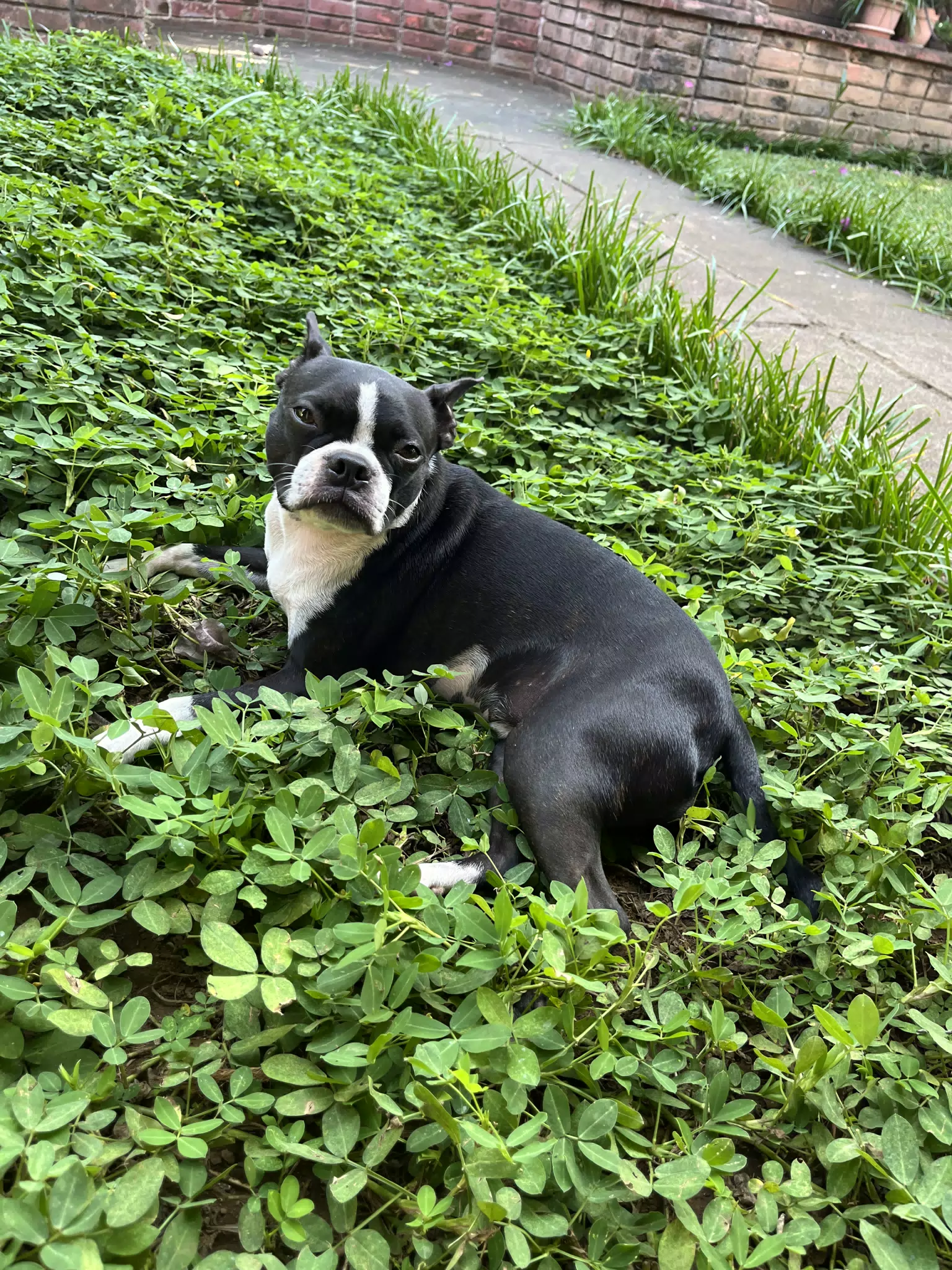 Clive the Boston Terrier Spending Christmas in the Garden