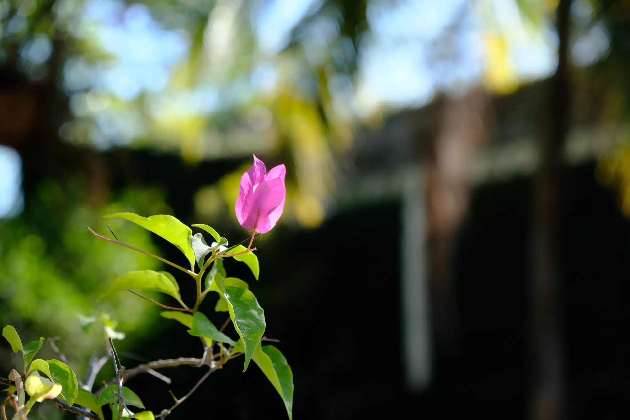 Colorful Flowers in Nicaragua Garden
