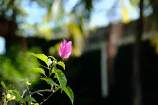 Colorful Flowers in Nicaragua Garden