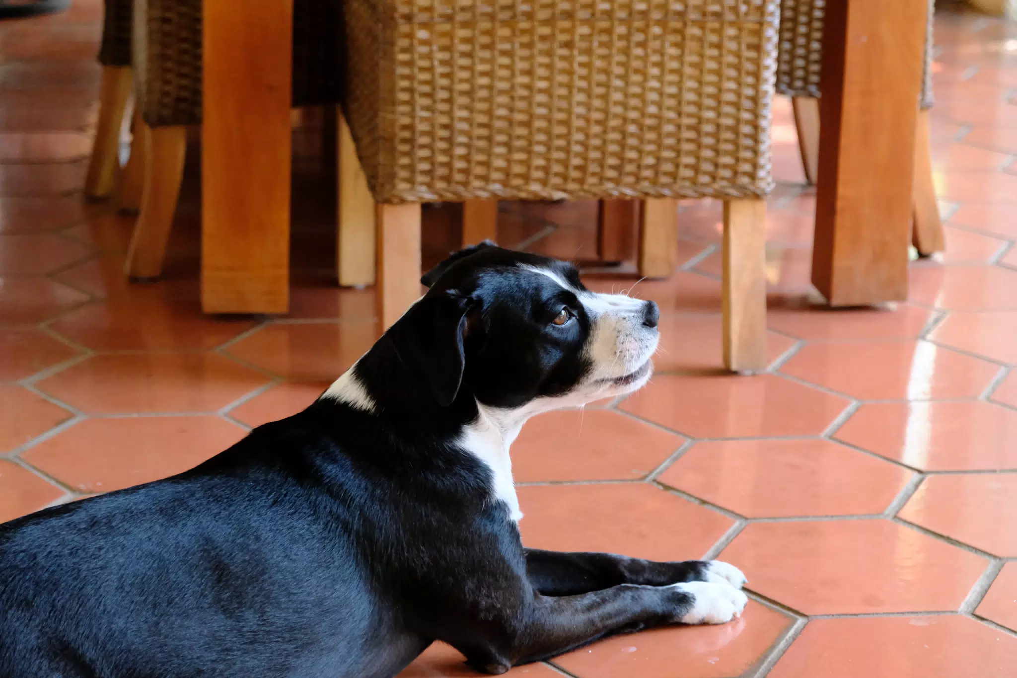 Mia the Dog, Fuji Test Shot