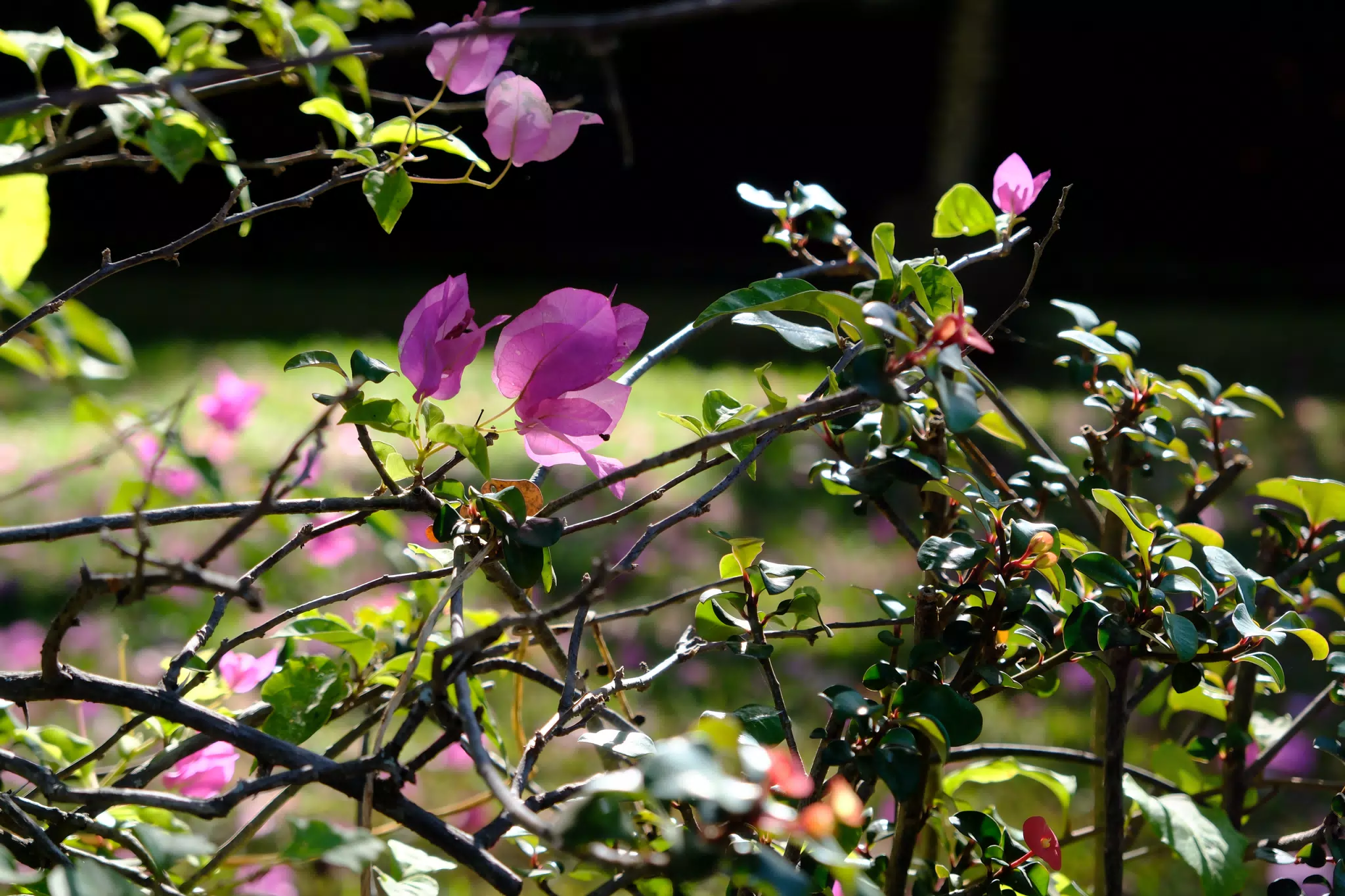 Garden Flowers on Fuji