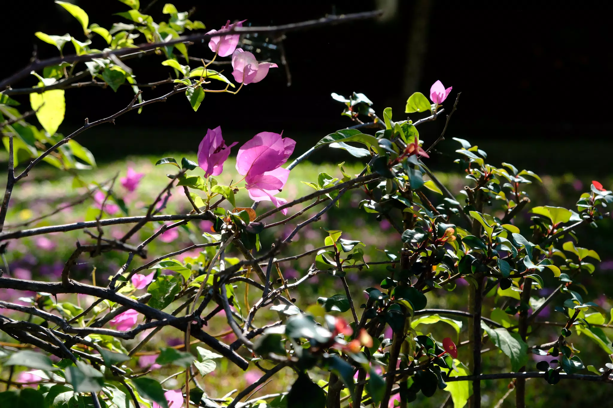 Test Shot of Flowers