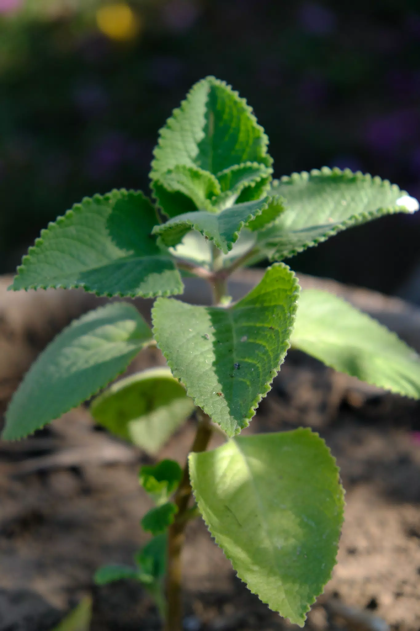Oregano