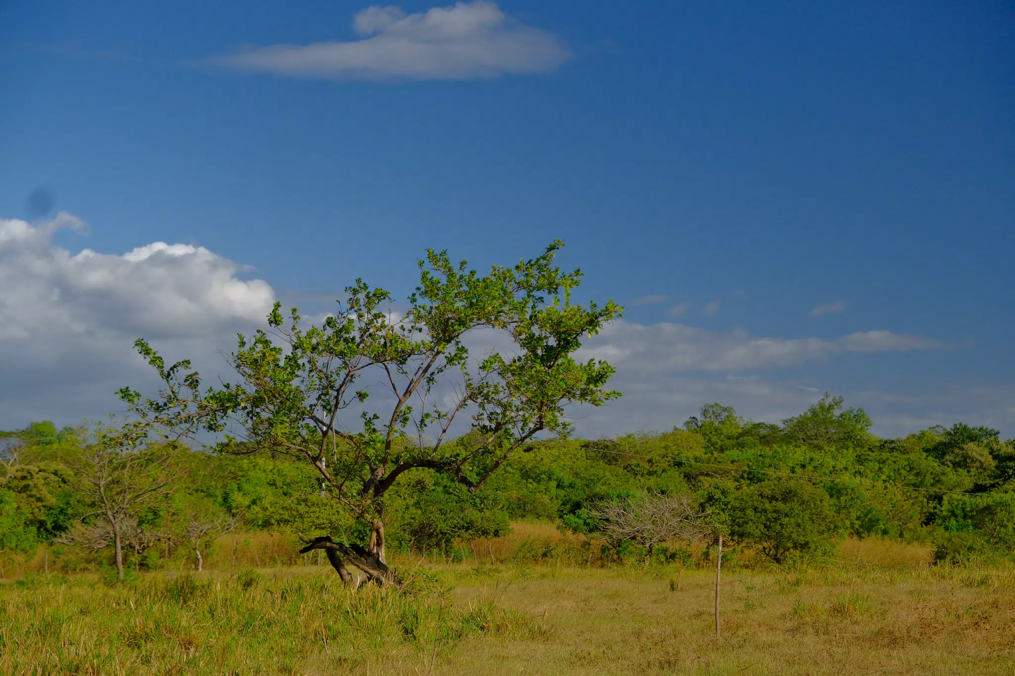 Tree in Carlos Canales Nicaragua