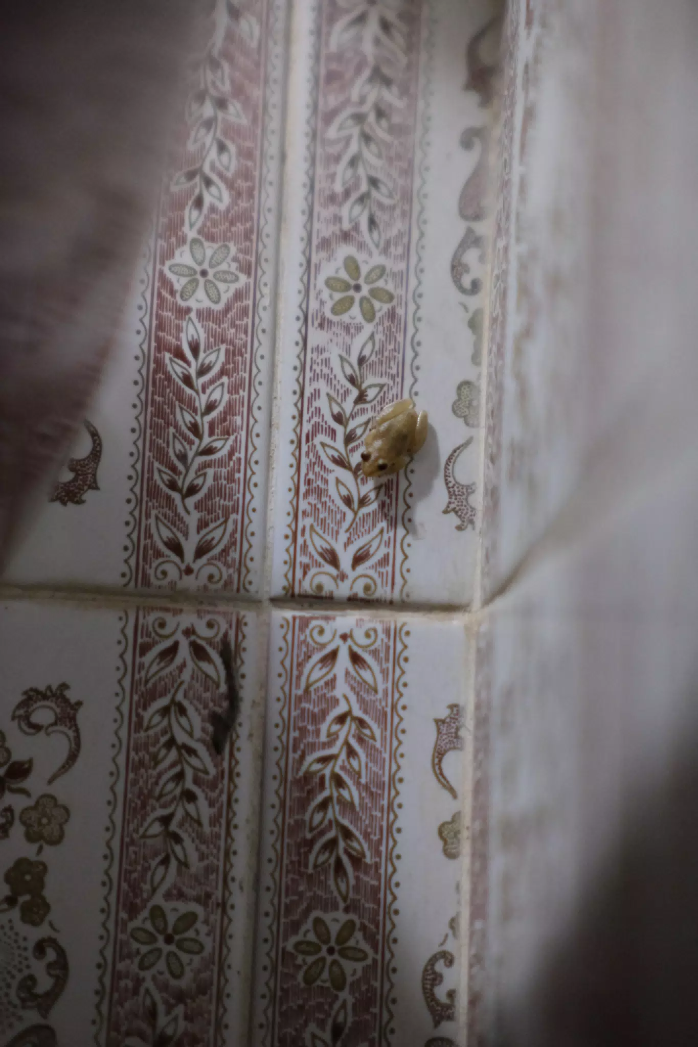 Bathroom Frog