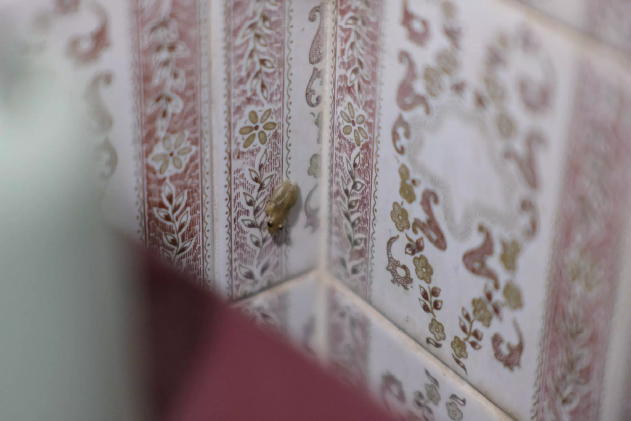 Bathroom Frog