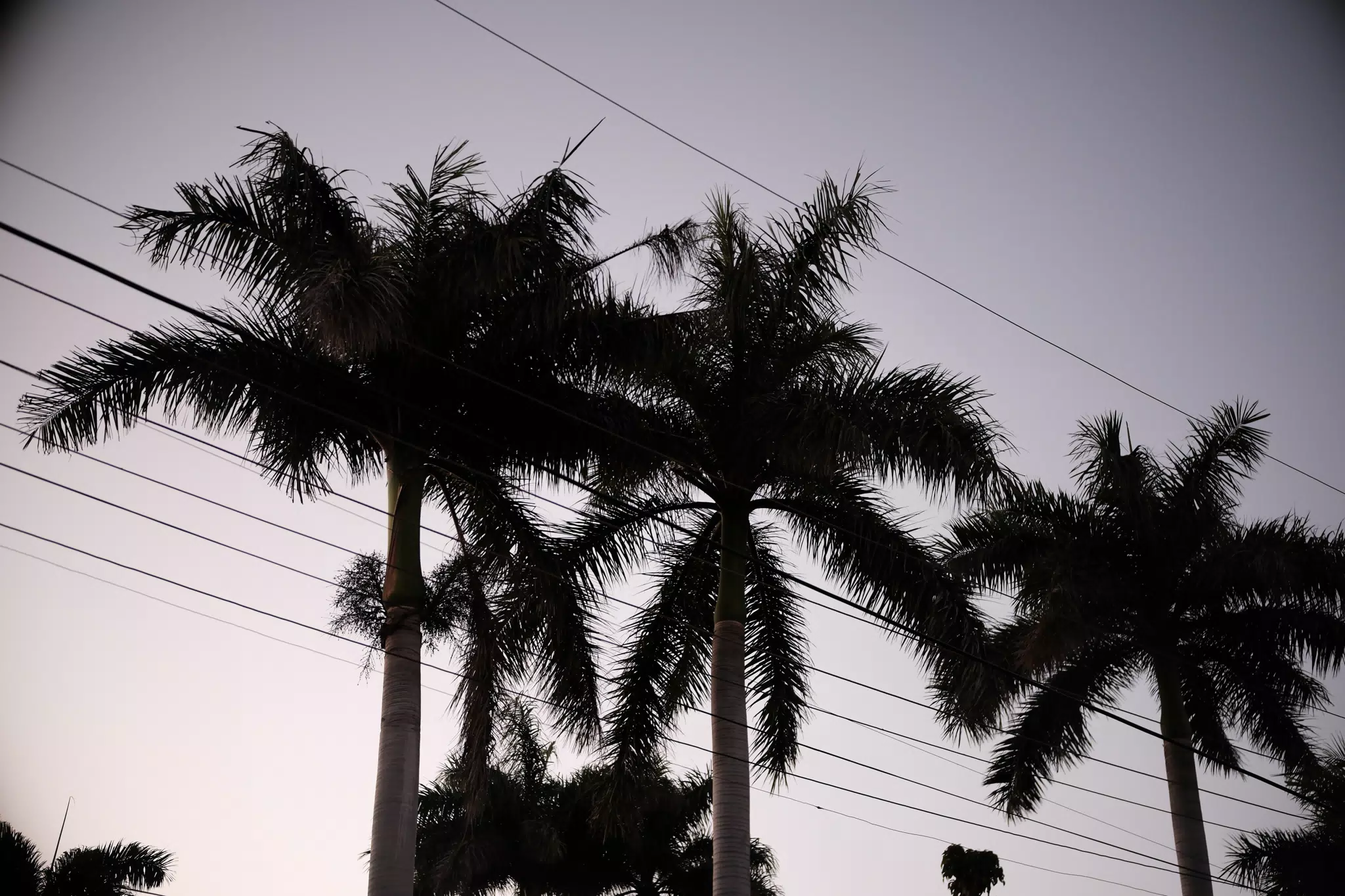 Palms in Vignette