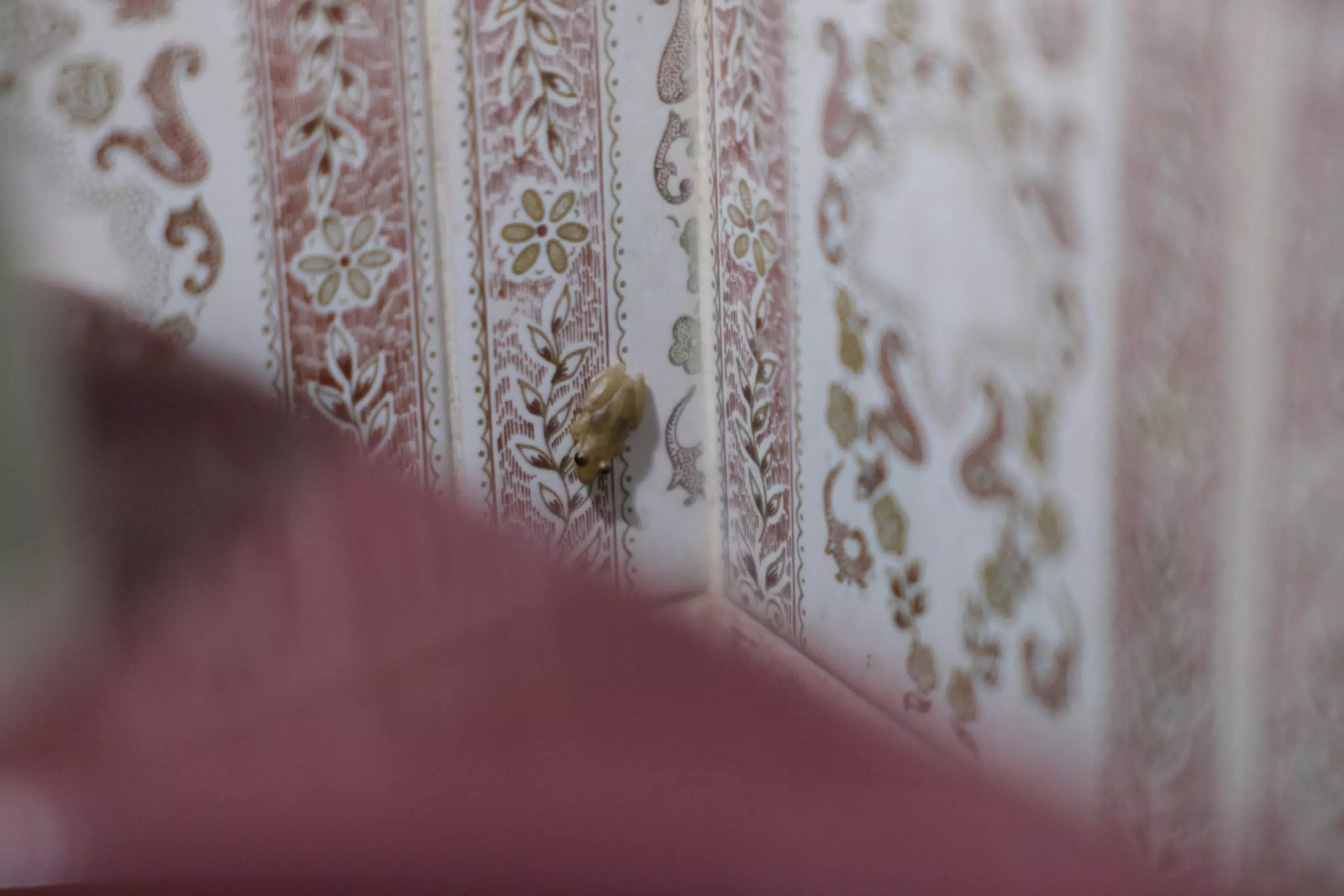 Bathroom Frog