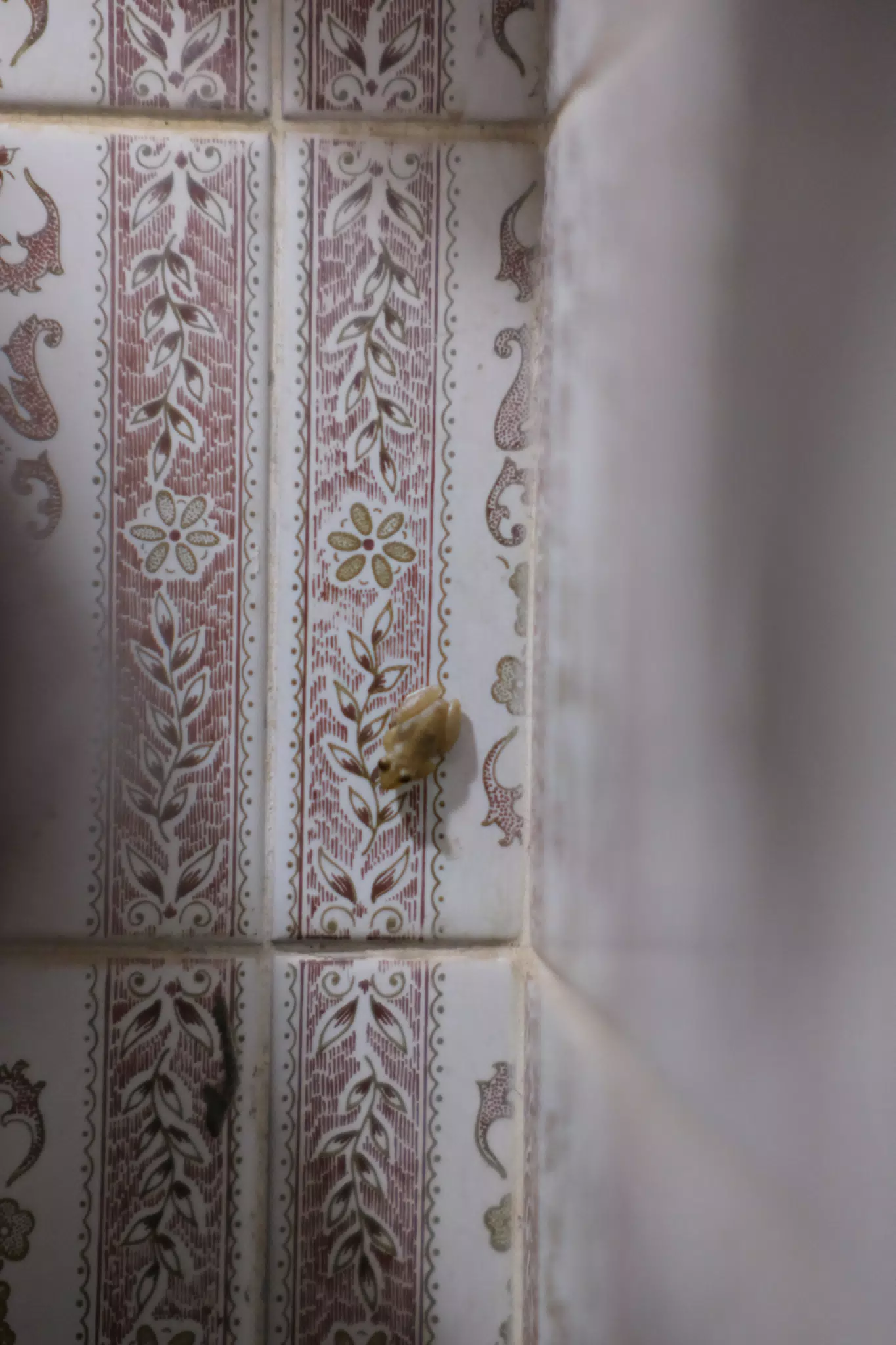 Bathroom Frog