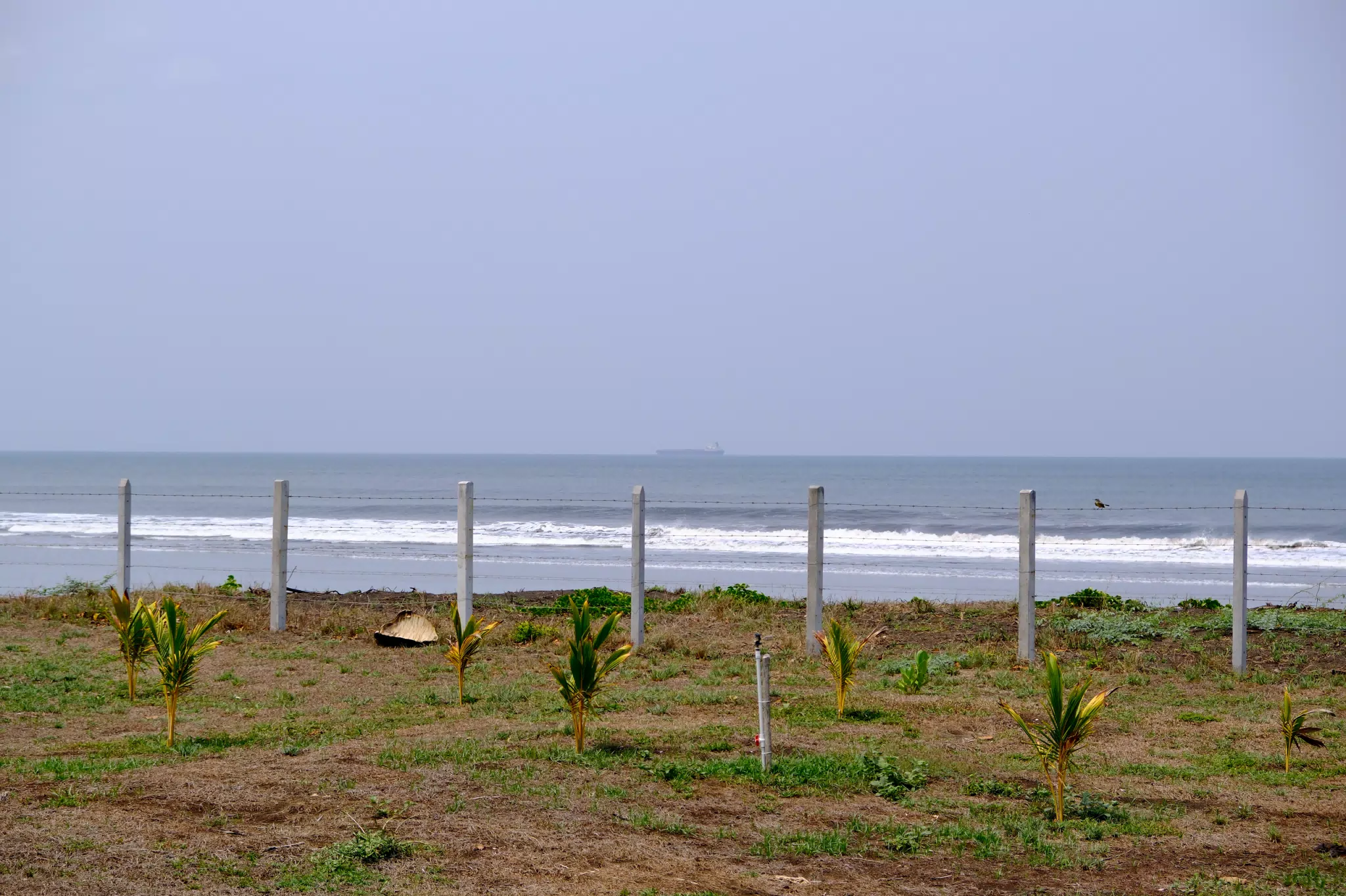 DSCF0667