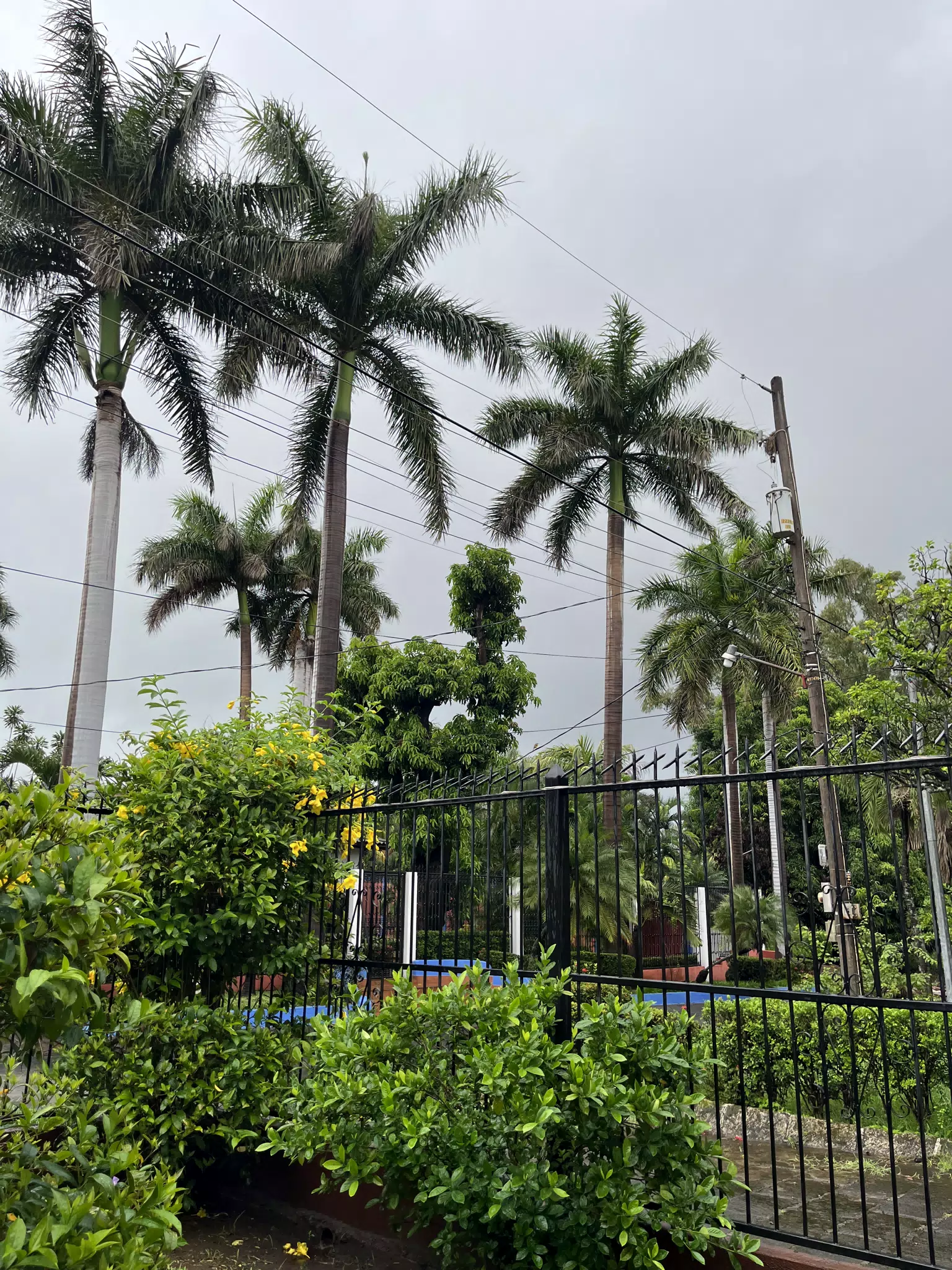 Clouds over Palm Trees