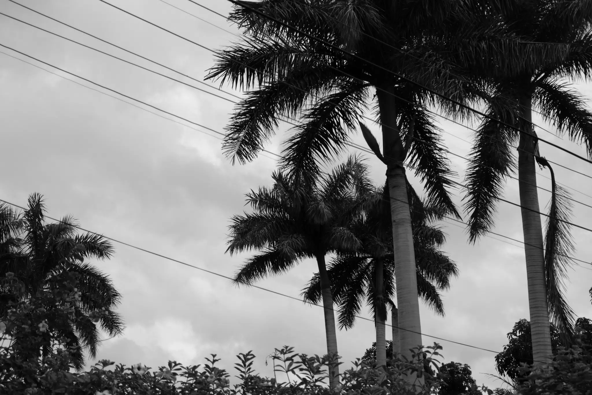 DSCF0390