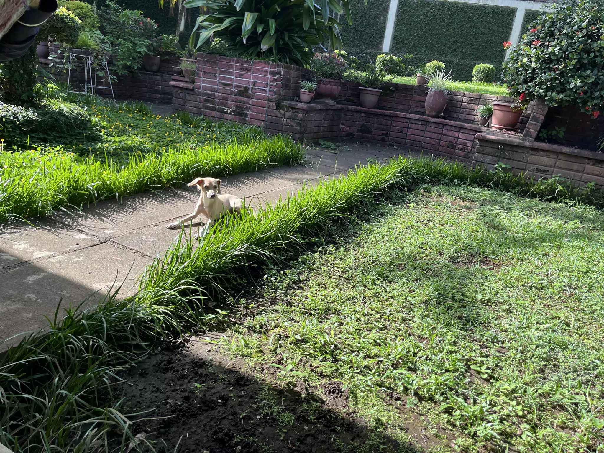 Betty on the Garden Path
