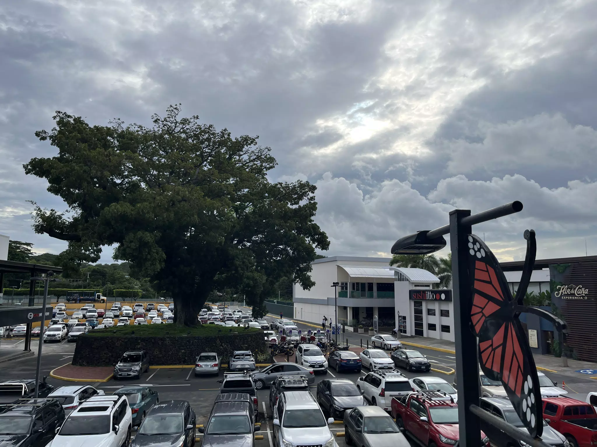 View of the Parking Lot Tree from the Galerias Santo Domingo