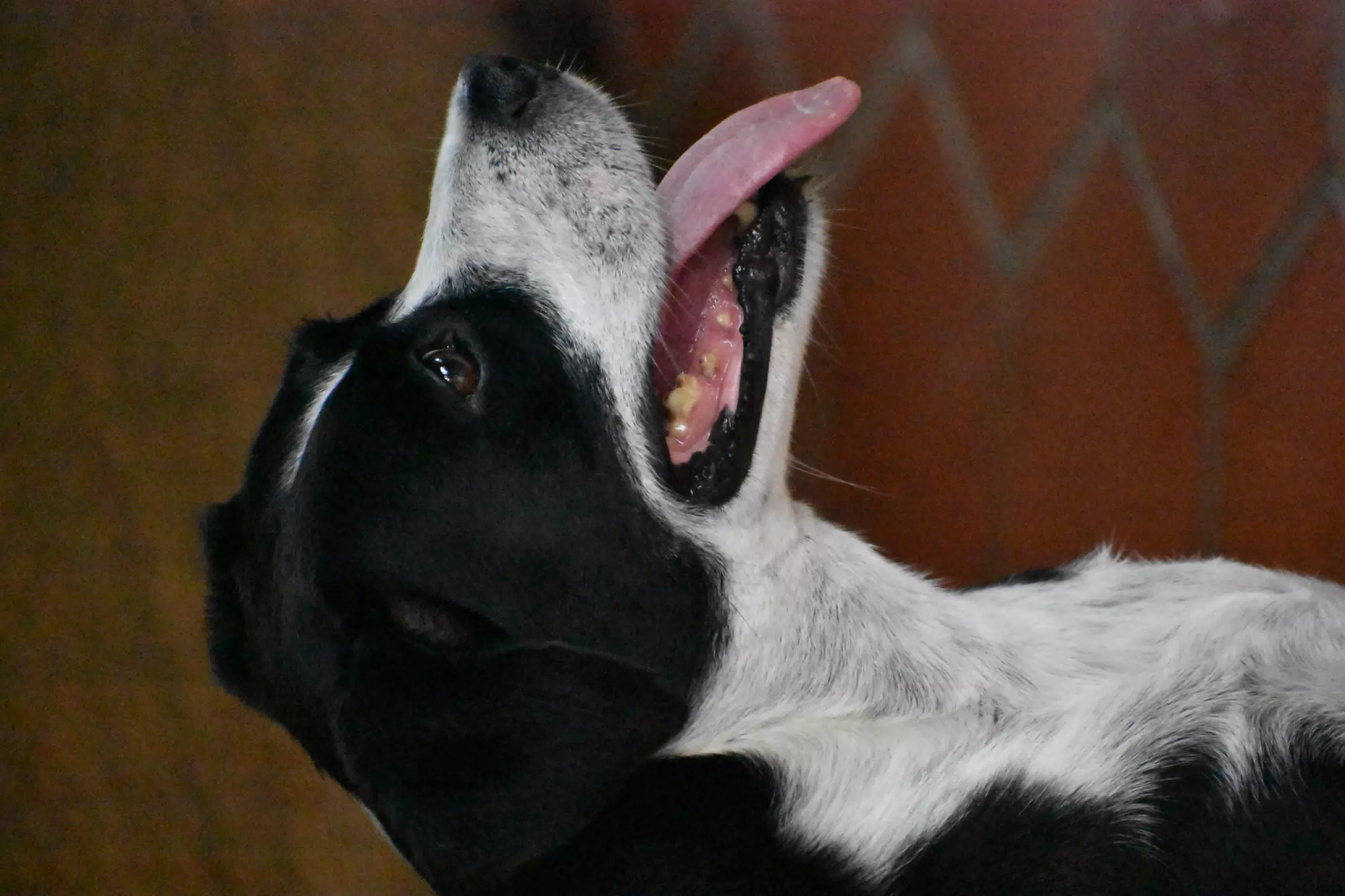 Mia the Dog