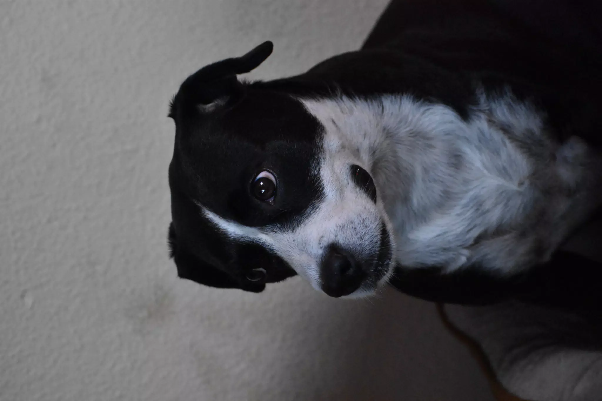 Mia the Dog