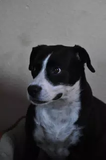 Mia the Dog