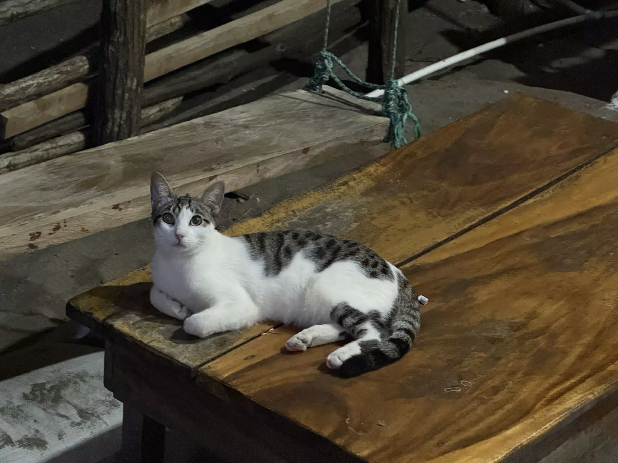 Cat on Table at the Simple Beach Lodge