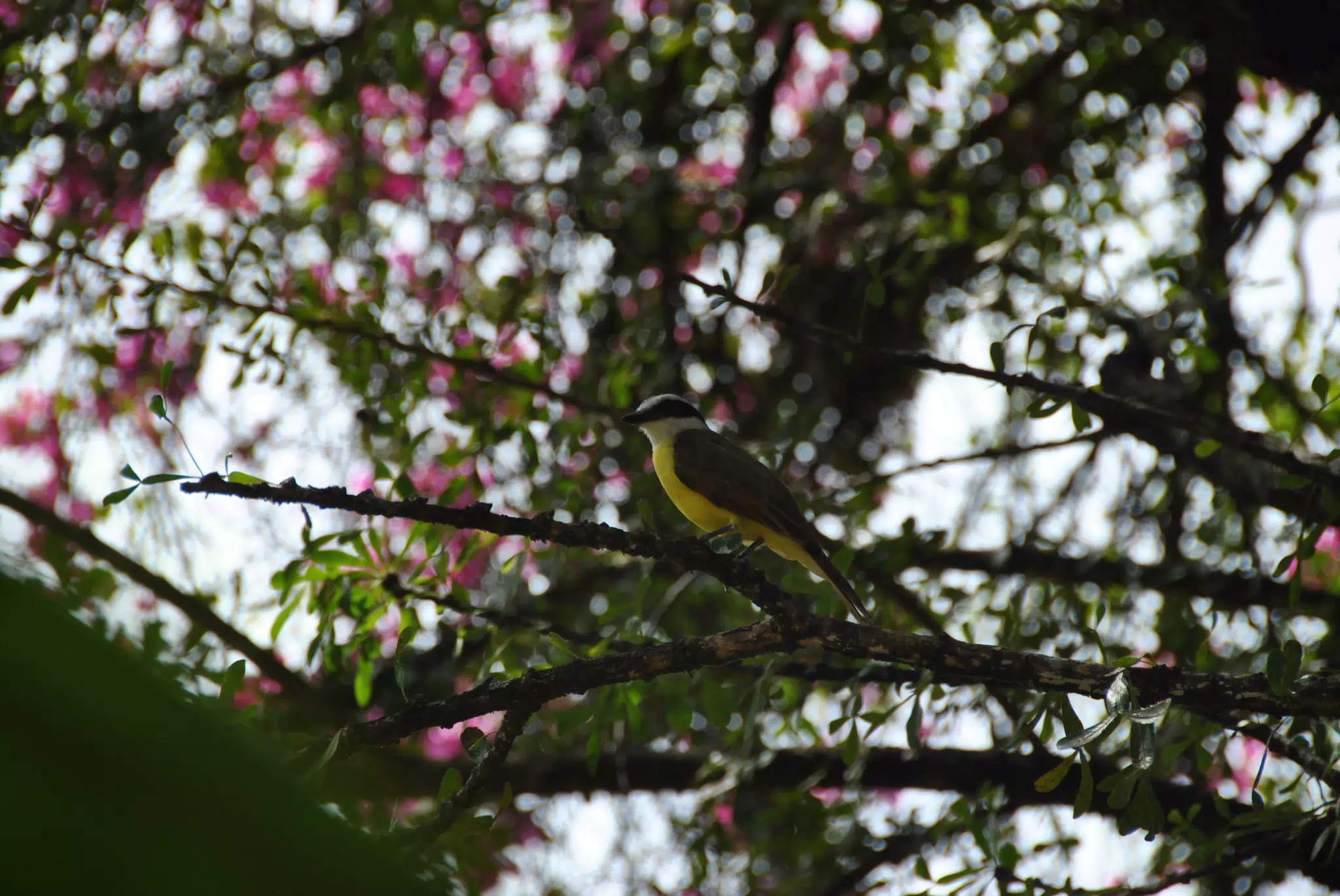 Yellow Bird on Tree Branch, Nicaragua
