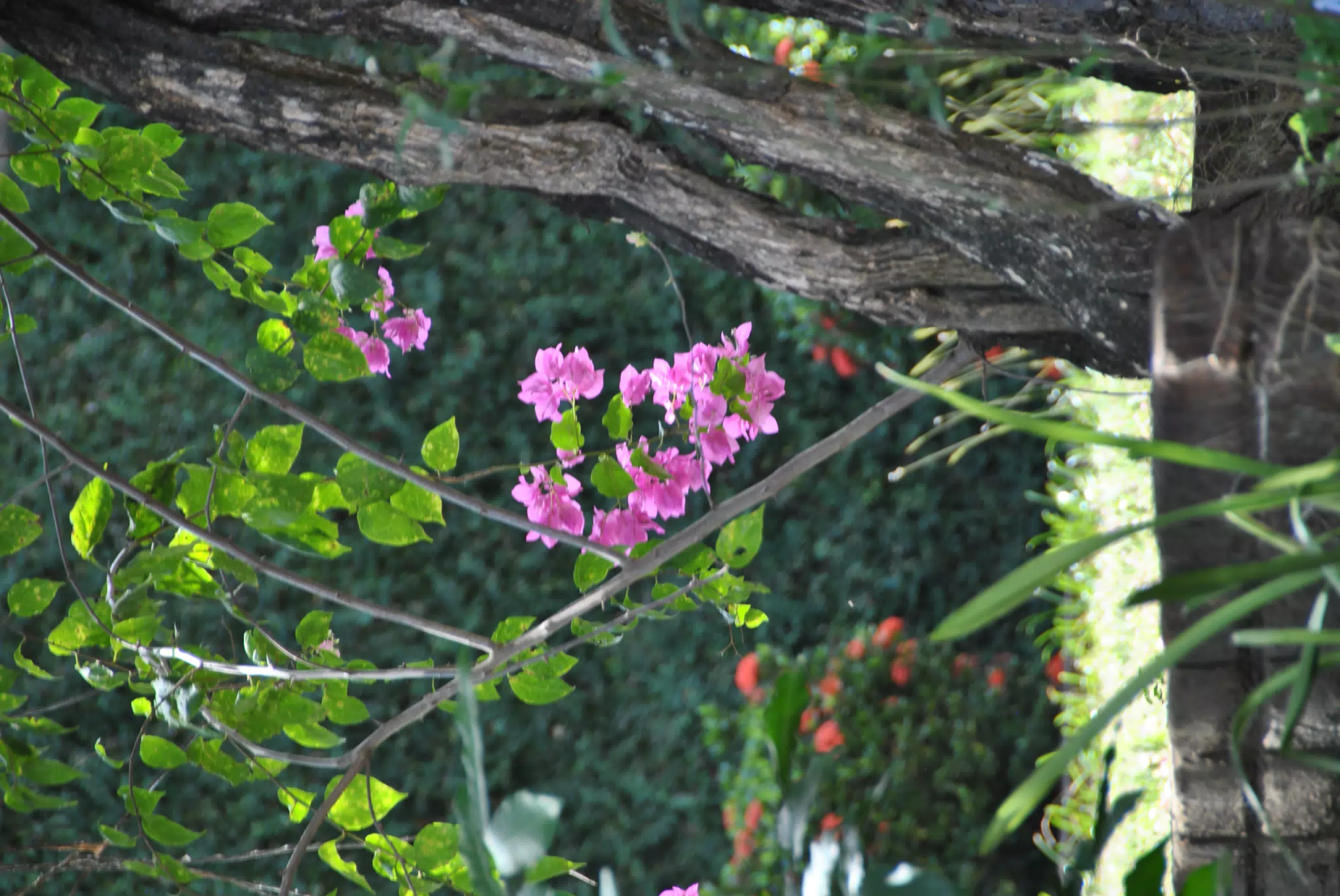Flowers in Nicaragua