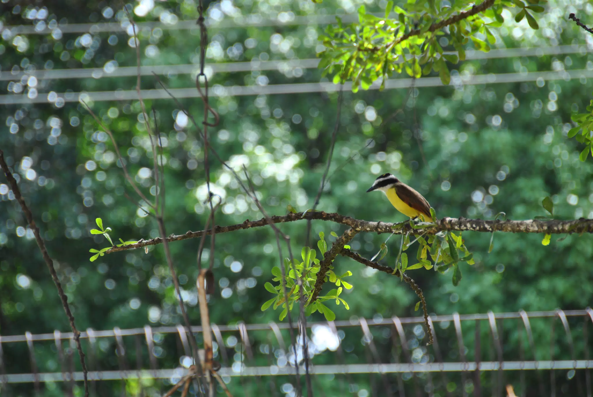 Yellow Songbird on Branch in Garden in Sutiava, León, Nicaragua