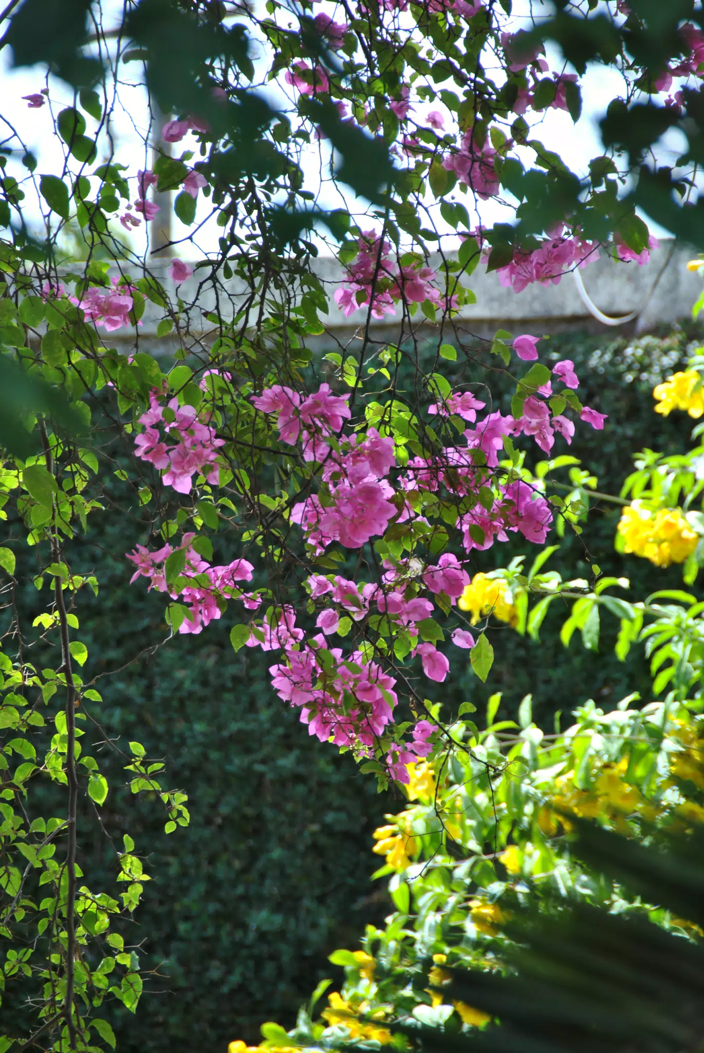 DSC_0200