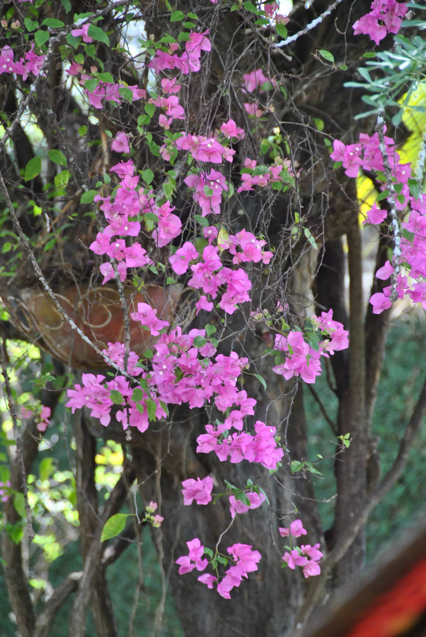 Bougainvillea Flowers in the Garden in Nicaragua