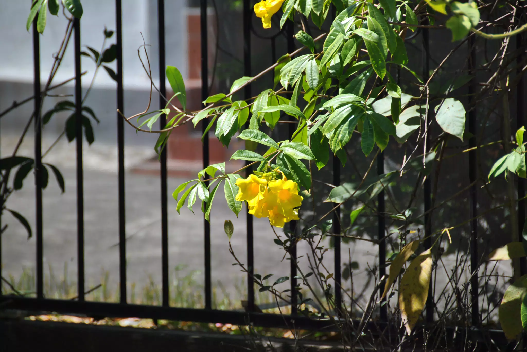 Yellow Flowers in Nicaragua