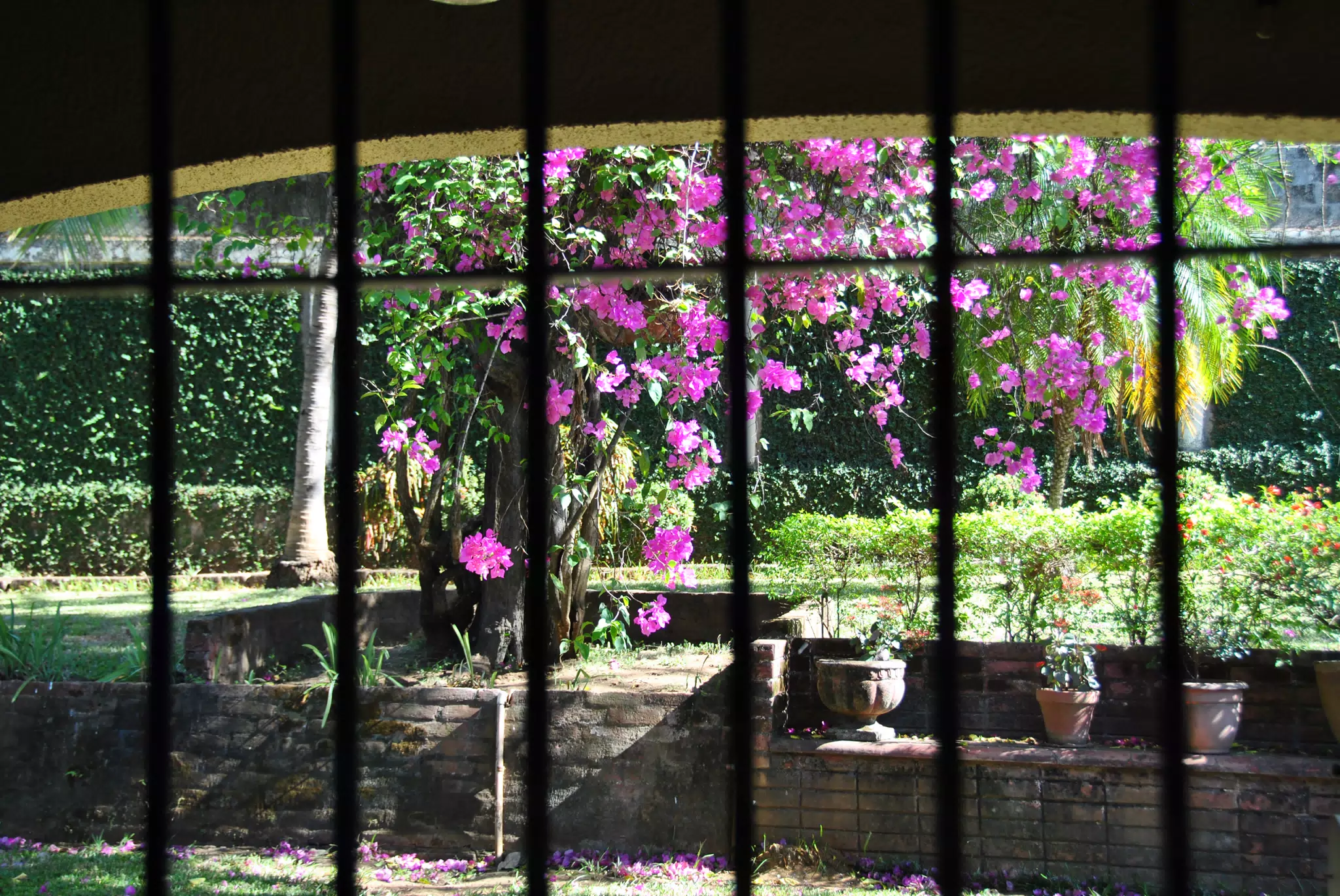 Purple Flowers Through the Kitchen Window