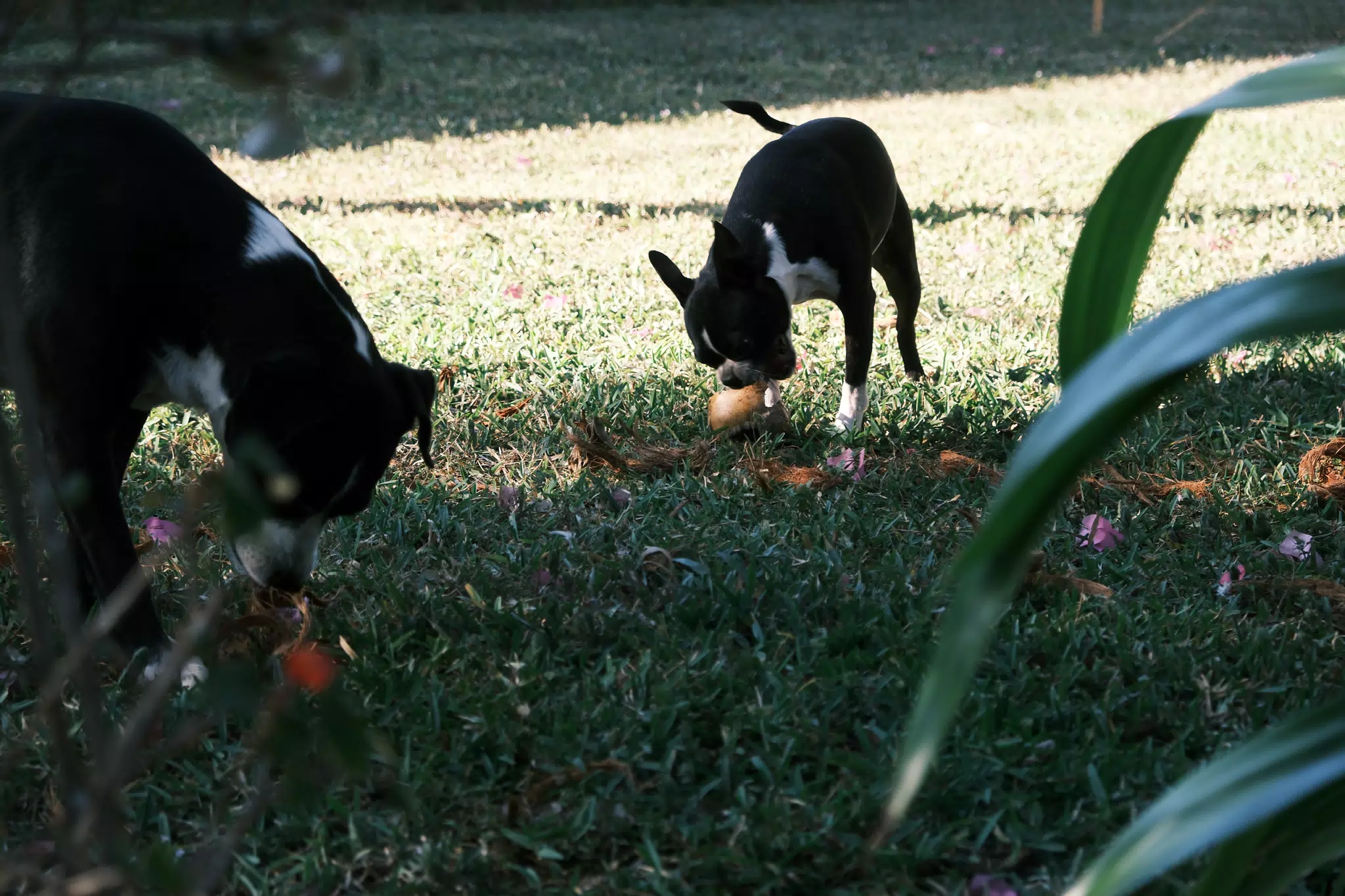 Dogs with Coconuts