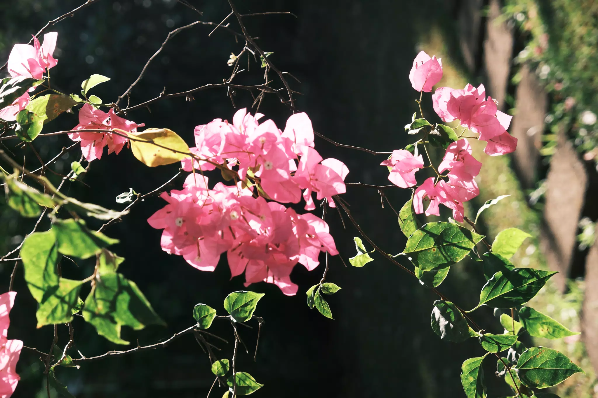 Garden Flowers