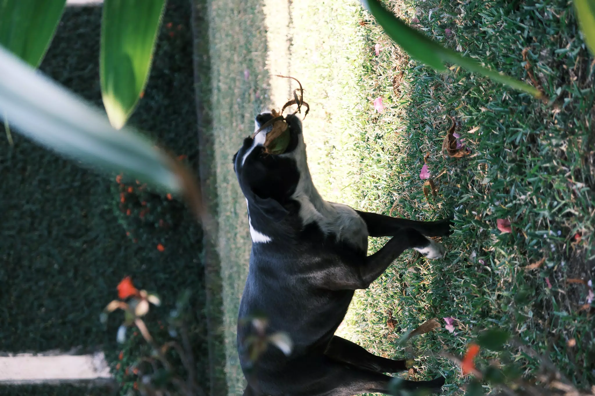 Dog with Coconut