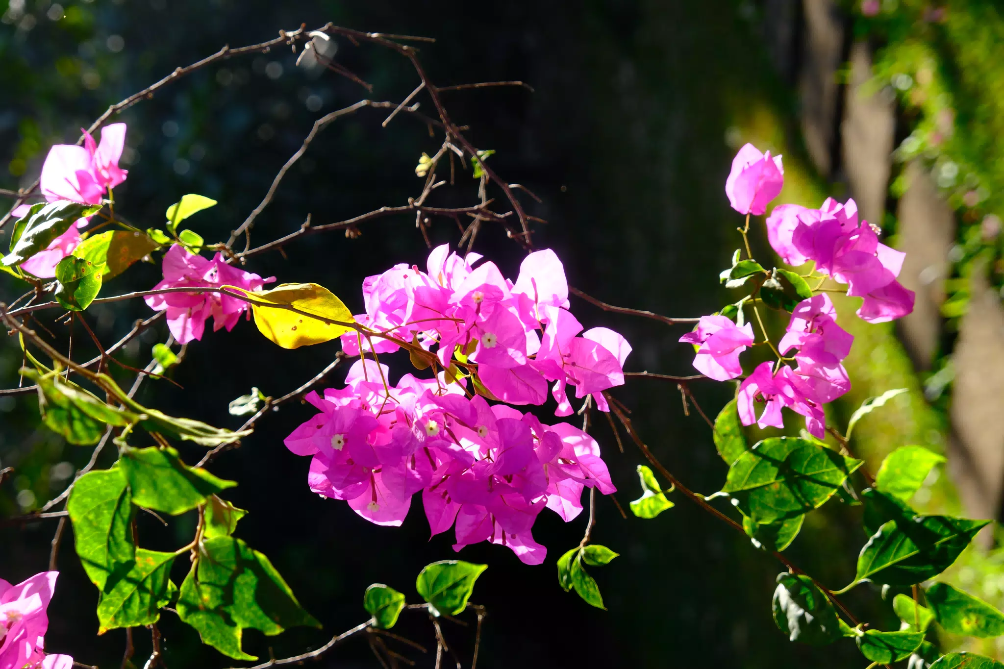Sunlight Through Garden Flowers