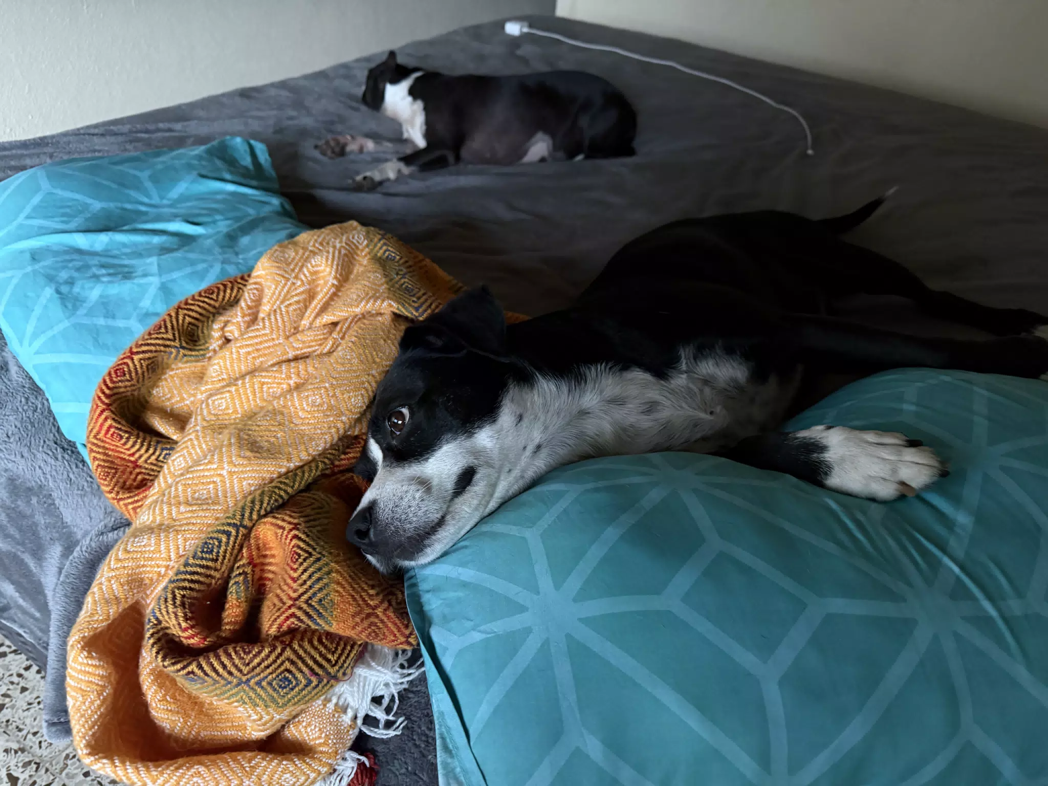 Sleepy Doggies