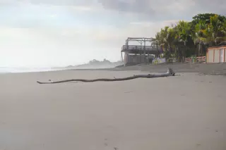 Driftwood on Playa Las Peñitas Beach, Nicaragua