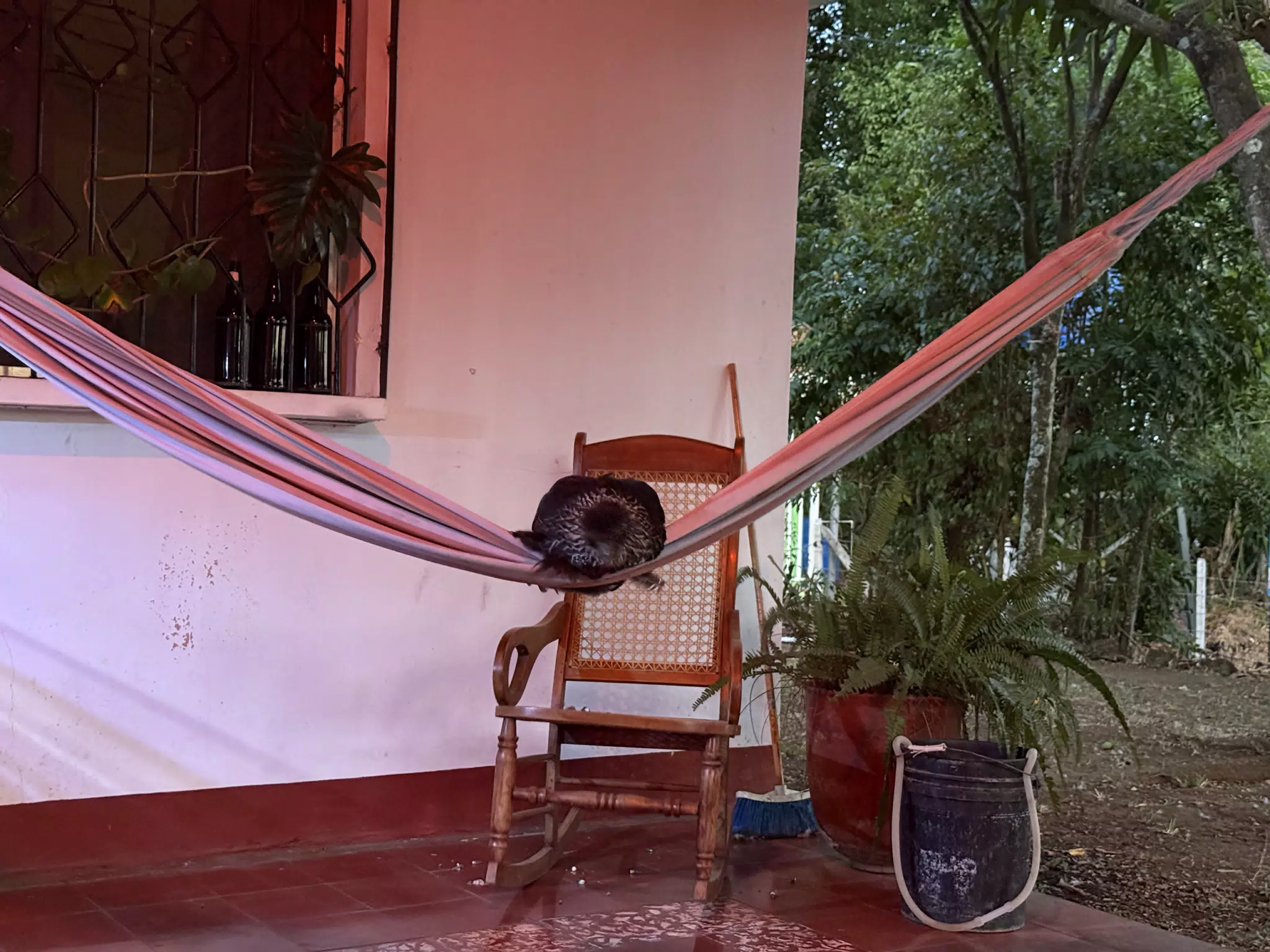 Chicken Sleeping on a Hammock