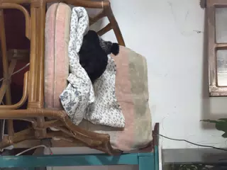Chicken Sleeping on Living Room Chair