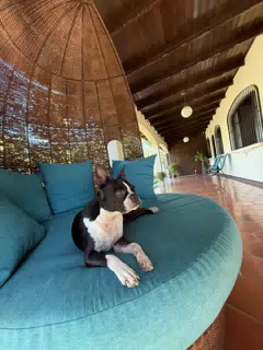 Clive on His Chair