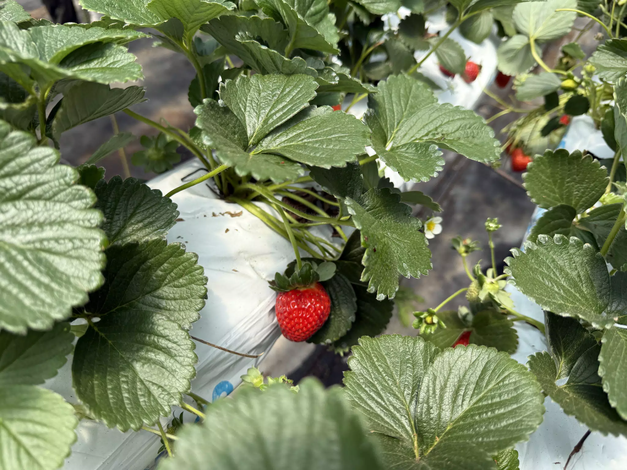 Strawberry at FresaNica, Jinotega, Nicaragua